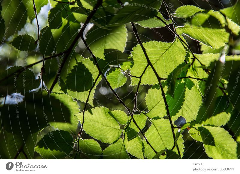 sun protection tree flaked green Sunlight Nature Exterior shot Deserted Colour photo Day Plant Environment Forest natural Light Beautiful weather Summer