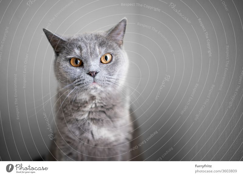 portrait of a beautiful british shorthair cat looking at camera with copy space pets purebred cat fluffy fur feline one animal indoors tortoiseshell cat blue