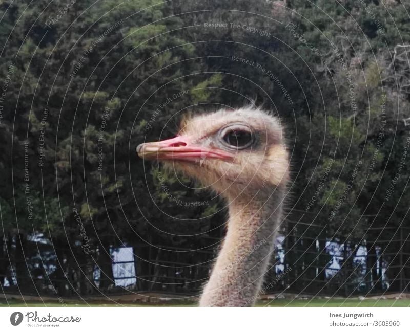 Emuköpfchen Italy birds Exterior shot Colour photo Animal Nature Day Animal portrait Close-up Zoo Looking Beak Animal face Eyes Head Observe