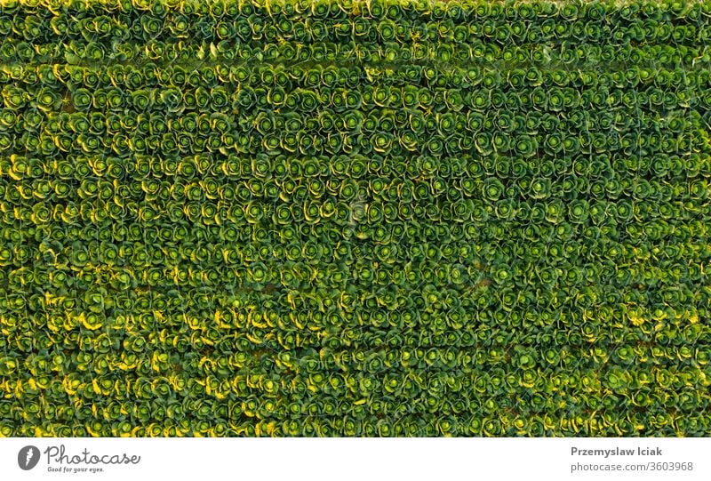 Sunset over a field of cabbage aerial view from above sunset green nature agriculture farm plant landscape food organic growth background spring rural Austria