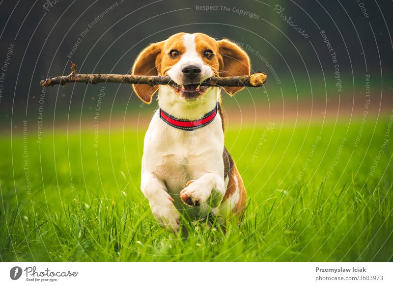 Beagle dog with a stick on a green field during spring runs towards camera. beagle jump pets obedience fun happy meadow nature domestic animal young outdoor