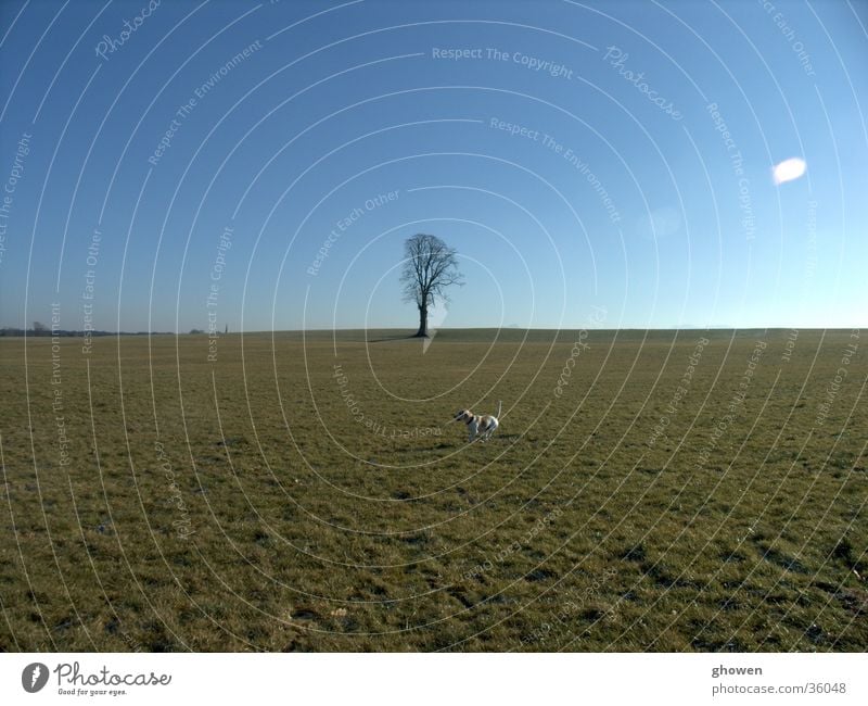 Beagle in front of tree Dog Tree Meadow Winter Sky