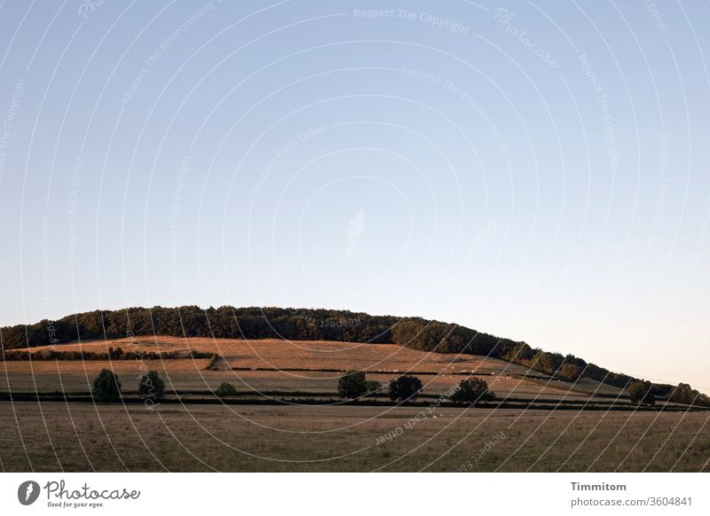 View of landscape and evening sky in Burgundy Landscape hillock huts Forest Sky Willow tree Grass Dry Livestock frontiers Warmth Evening sun Nature Meadow rural