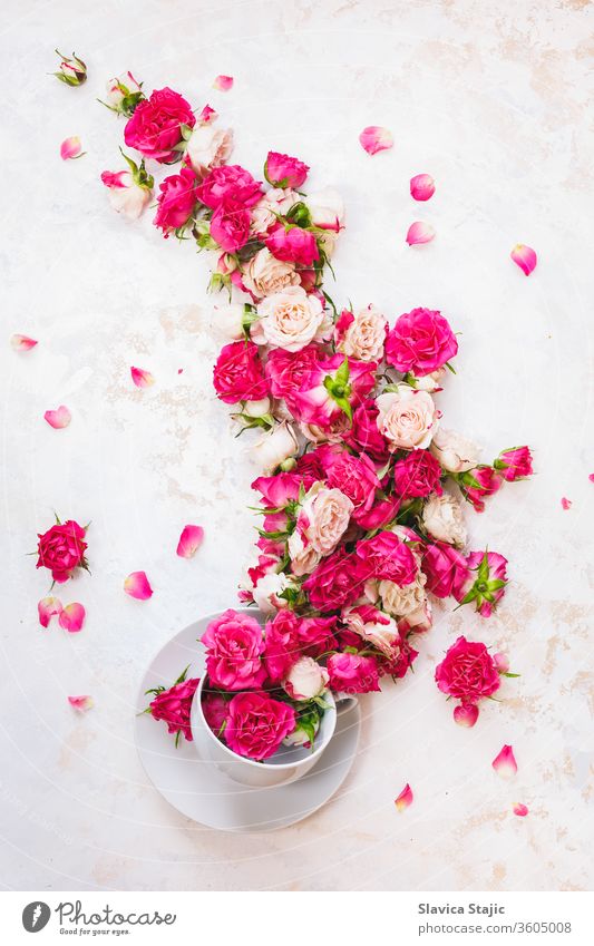 Red Rose Tea.  Stream of rose flowers flowing in a tea cup on white rustic  background. Top view, blank space above antioxidant aroma beauty beverage bloom