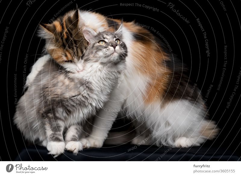 maine coon cat bites other cat's neck Cat pets purebred cat Studio shot black background Copy Space cut already Cute Enchanting Two animals Fluffy Pelt feline