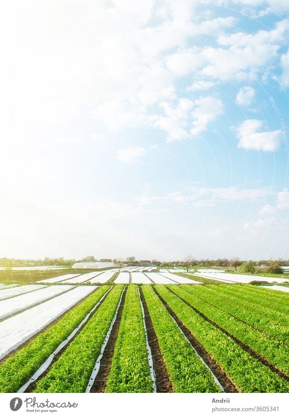 Green farm potato fields on an sunny morning day. Spunbond agrofibre row coverings. Agricultural industry growing potatoes vegetables. Organic farming in Europe. Beautiful countryside landscape