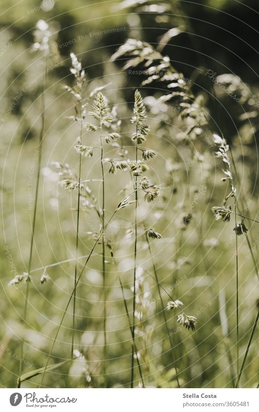 field macro Close-up bee meadow Flower field detail Detail Field green Sustainability Nature Wheat Meadow ecologic Plant Summer Exterior shot Colour photo