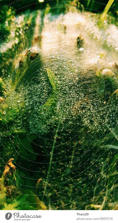 wet spider web water drops rain dew on a green grass background nature plant raindrop leaf macro garden condensation waterdrop summer mist natural spring