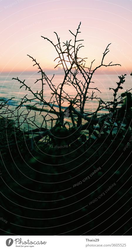 sunset evening dark sea shore beach horizon landscape view through tree silhouette nature sky travel vacation water beautiful background summer ocean outdoor