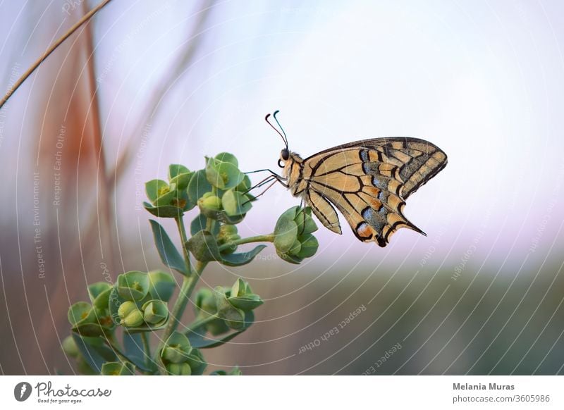 Male Profile of Swallowtail butterfly sitting on green plant, out of focus background. Eastern tiger butterfly close up with beautiful ornate wings. Yellow, Papilionidae. Italy