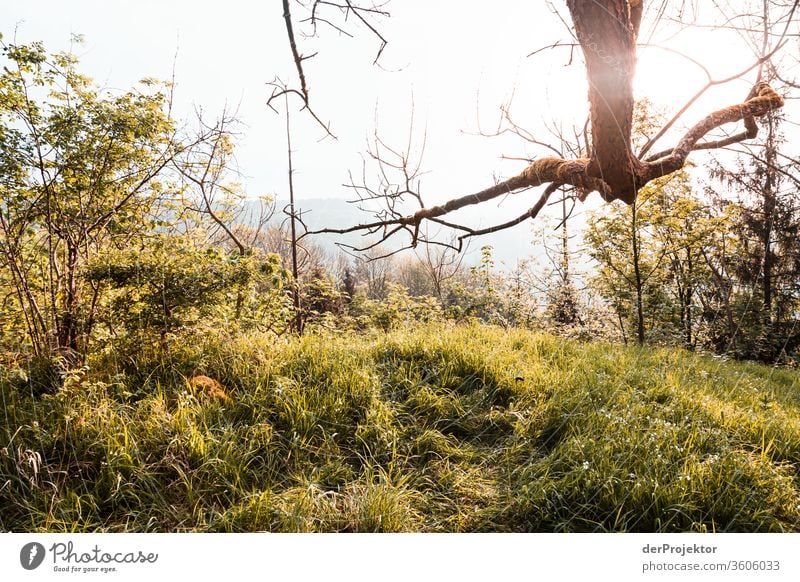 In the morning on a clearing in the Harz mountains Saxony-Anhalt Adventure Tourism Trip Freedom Climate change Sightseeing Mountain Hiking Environment Nature