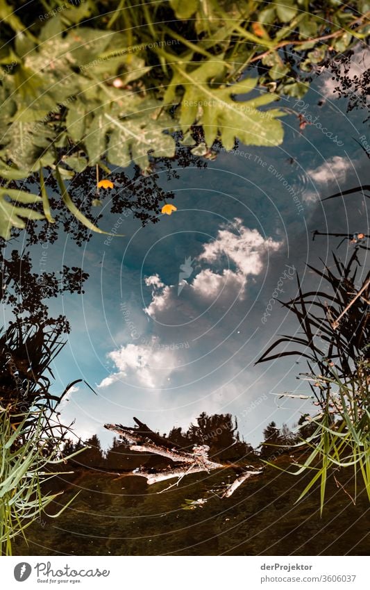 Reflection of a river in the Harz Mountains Saxony-Anhalt Adventure Tourism Trip Freedom Climate change Sightseeing mountain Hiking Environment Nature Landscape