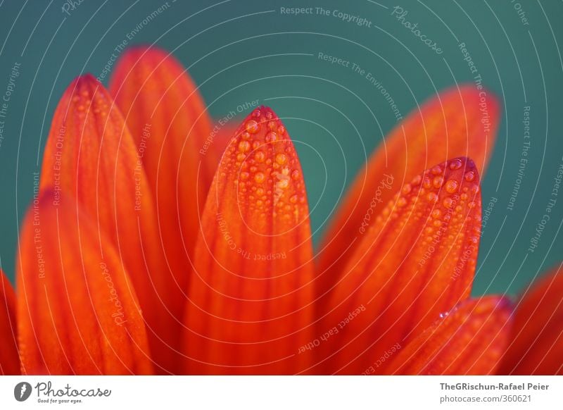 flower drop Environment Nature Plant Water Drops of water Blossom Beautiful Green Orange Red Turquoise Multicoloured Esthetic Dew Line Uniqueness Colour photo