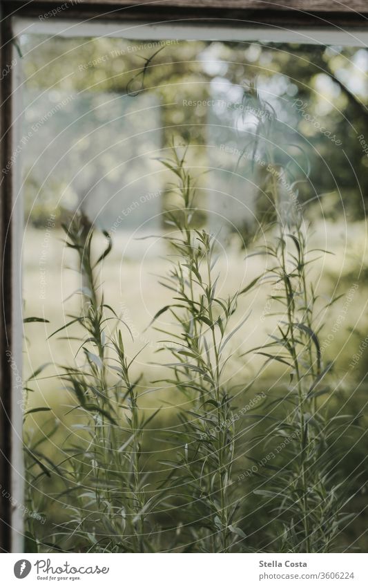 View from the greenhouse Garden Greenhouse herbs Close-up extension view of the garden View from the window Detail Herb garden Agriculture Sustainability Nature