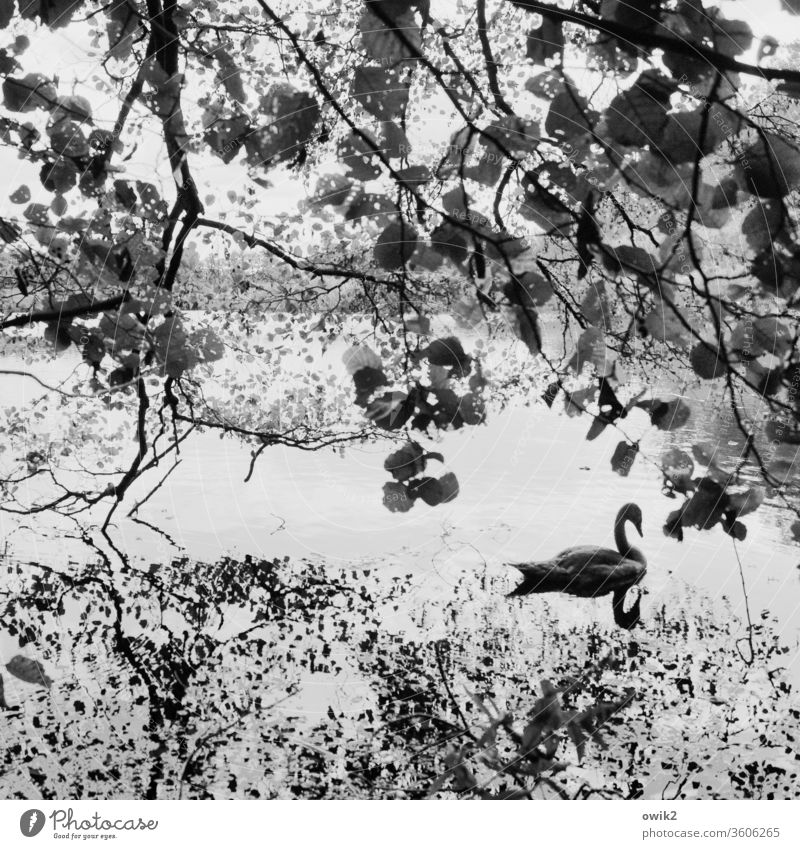 Floating swan Lake Swan out Dreamily leaves windless Mysterious trees Water Surface of water Reflection Water reflection Cloudless sky Deserted Animal portrait