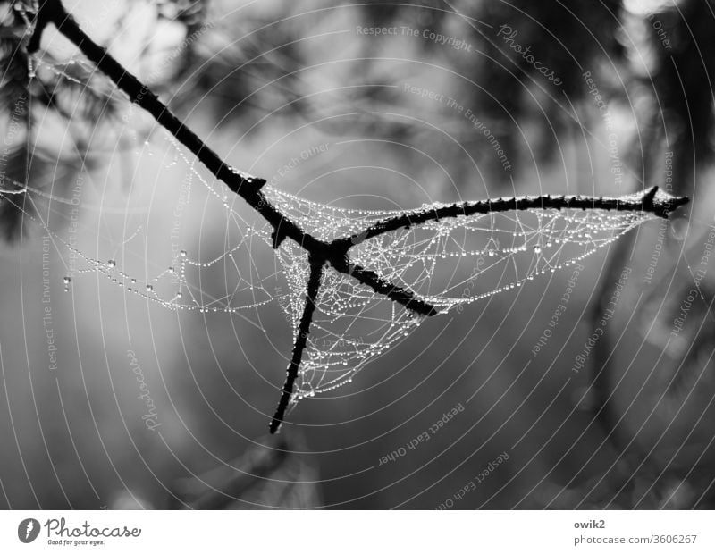 At the silk thread Environment Nature Plant Drops of water Bushes Hang Illuminate Thin Many pretty naturally Near Small Glittering Firm Blue Black White