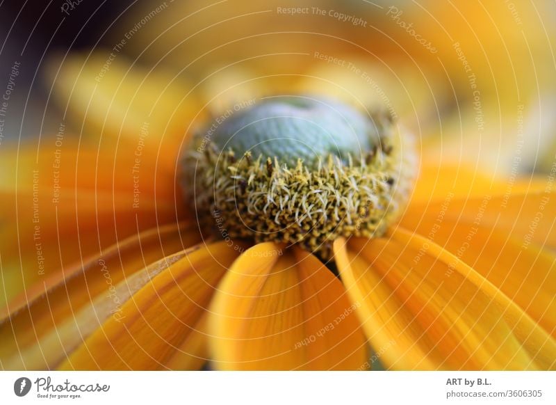 Rudbeckia fulgida 'Goldsturm' yellow blossom Flower Beauty & Beauty detail Close-up Yellow flower