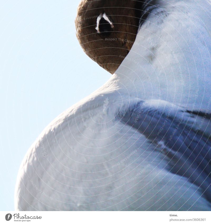 momentary off Black-headed gull Shadow Sunlight Beautiful weather birds Seagull Sky Sleep plumage Sit Break rest Hide