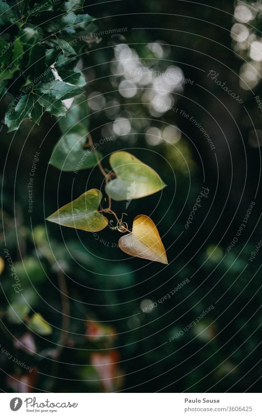 Close up lvy leaves Ivy ivy leaf Green Plant Nature Park Creeper Garden Foliage plant Day Growth Deserted Wild plant Natural Exterior shot Colour photo