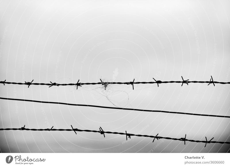 Barbed wire | and bad weather grey sky hair Pelt Bad weather Sky Wire Boundary lines Exterior shot Metal Barrier Dangerous Captured Black & white photo Gray