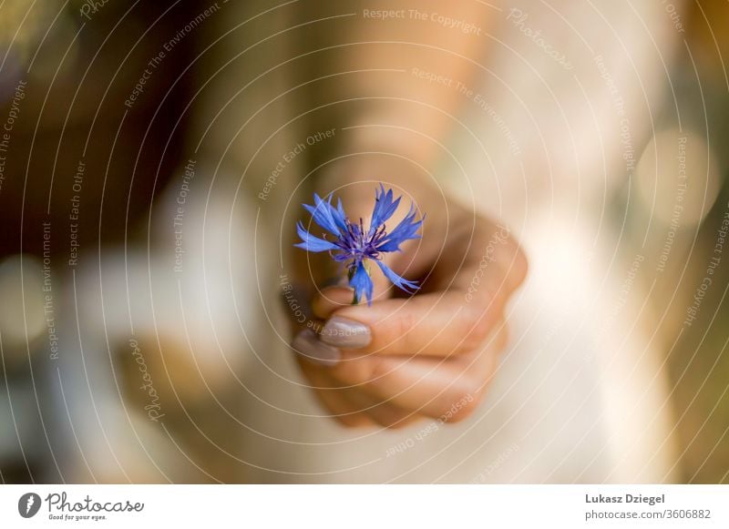 Woman's hand with a small blue flower freshness purity softness wellness human hands elegance tranquil environment lifestyle dream sensuality petal minimal