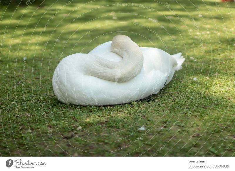 Sleeping swan from behind lies in a meadow. Head and neck close to the body. White plumage. Swan Meadow rest Animal Beauty & Beauty Nature relaxation