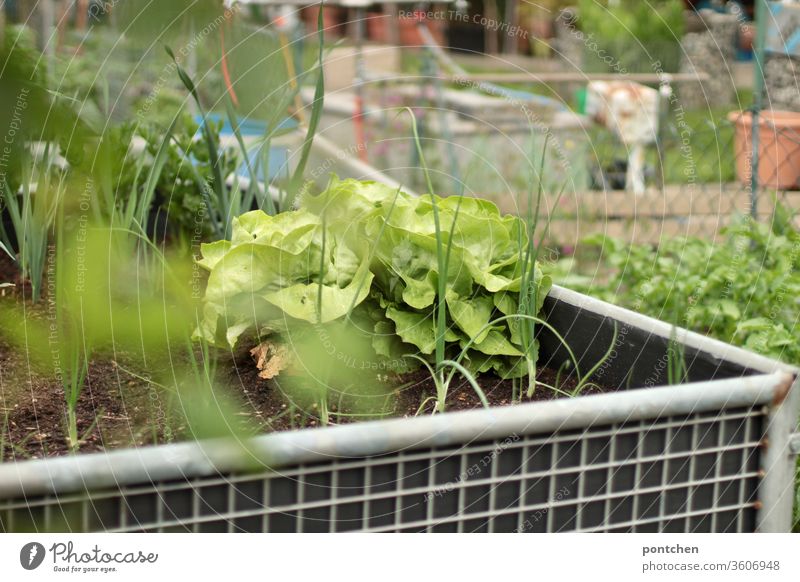 A raised bed with salad and herbs in an allotment garden. Self-catering. Lettuce Garden plot grow Gardening green Nature self-catering Agricultural crop Plant