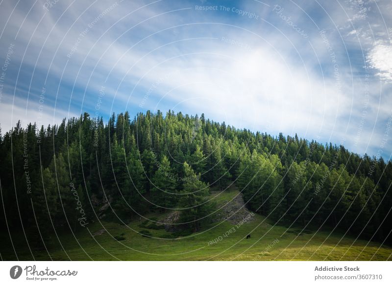 Picturesque valley with mountains and trees forest evergreen spectacular landscape scenic ridge highland woods nature balikun china blue sky cloud coniferous