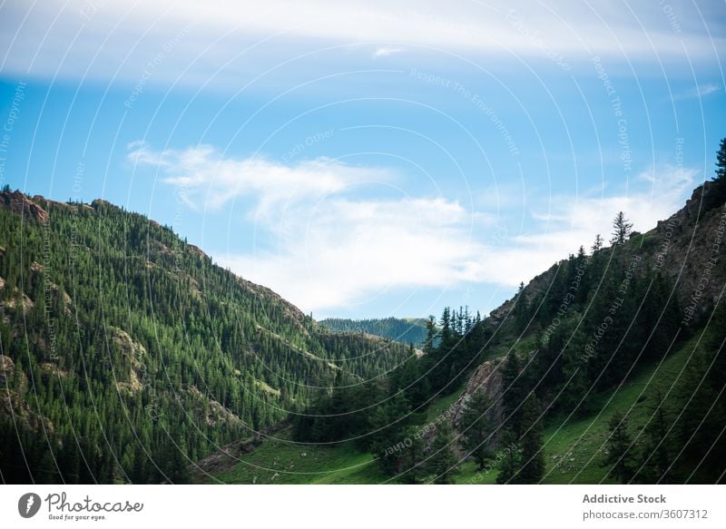 Picturesque valley with mountains and trees forest evergreen spectacular landscape scenic ridge highland woods nature balikun china blue sky cloud coniferous