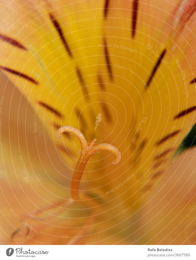 Detail of a beautiful yellow flower Flower Nature Close-up Zoom effect Yellow Outdoor Photography