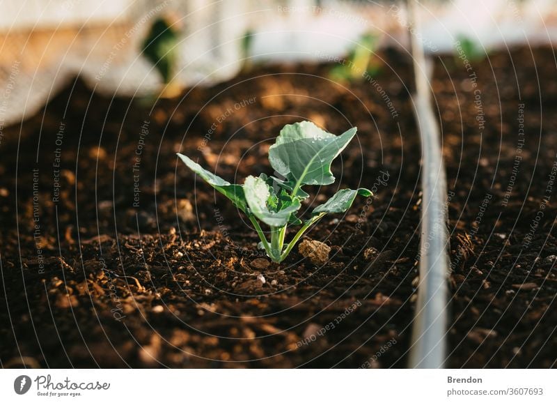 Natural Irrigated Garden Growing Broccoli with water on leaves plant green growth soil seedling leaf nature agriculture sprout gardening new growing life spring