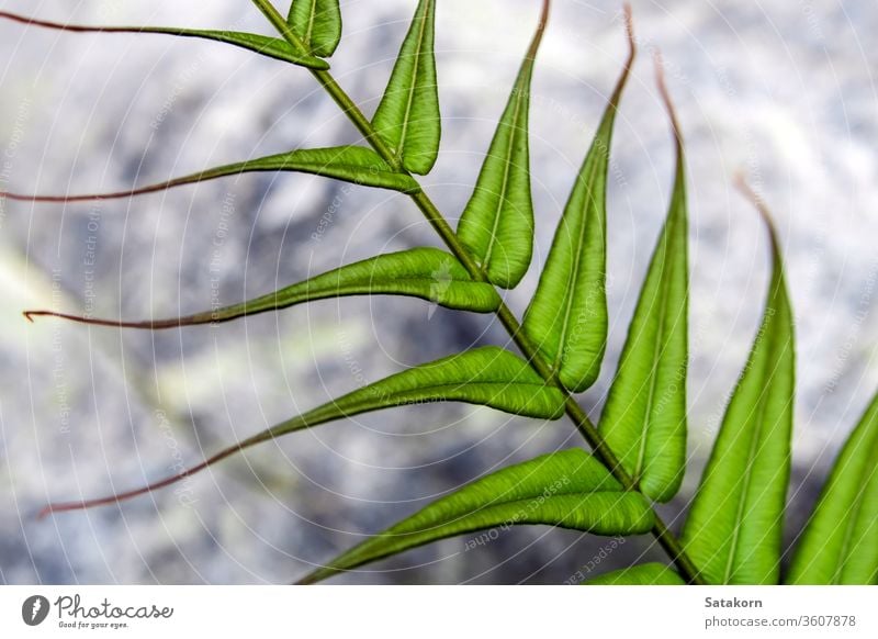 Leaf of Fern on stone background fern nature fresh leaf beautiful plant natural forest botany rock green life