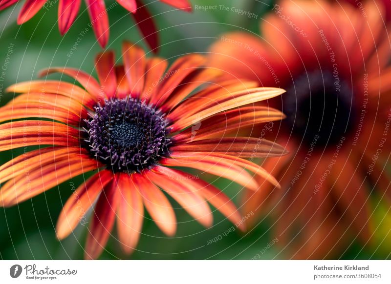 A bright, orange African daisy flower blooms in a summer garden. Green Garden Floral red african Daisy Flower daisies Gardening vibrant nature Natural closeup