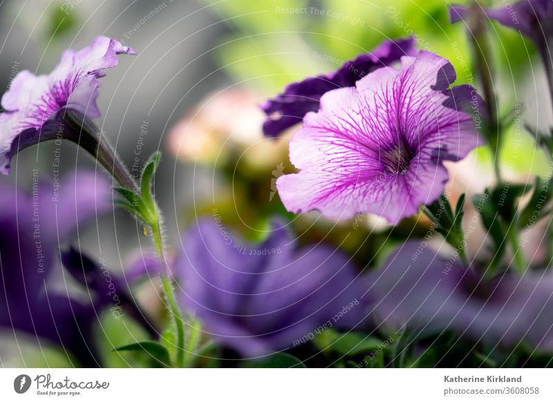 Purple petunias bloom in a summer flower garden. Flower Floral Bloom purple Summer Garden Gardening copy space horizontal Petal Blooming Blossom botany