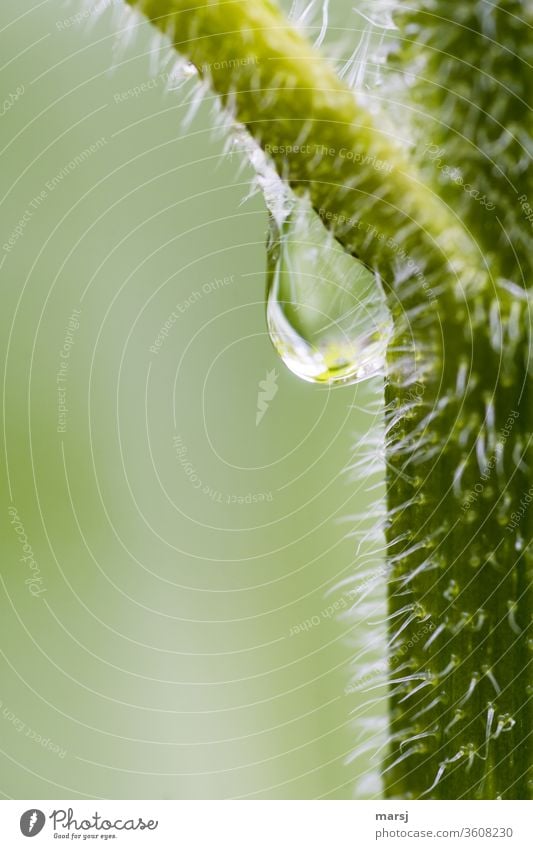 axillary perspiration of the pumpkin plant Drops of water Part of the plant Hairy Plant Wet clear Pure Clarity Water Macro (Extreme close-up) green Nature Fresh