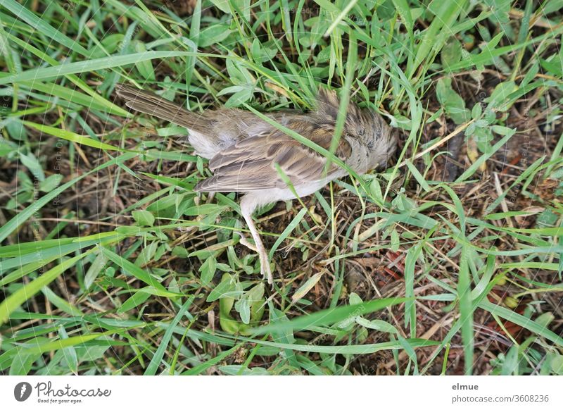 Top view of a dead sparrow in the grass Sparrow Meadow plan dead bird birds Sacrifice prey animal Death Close-up Feather End Nature Sadness Dead animal