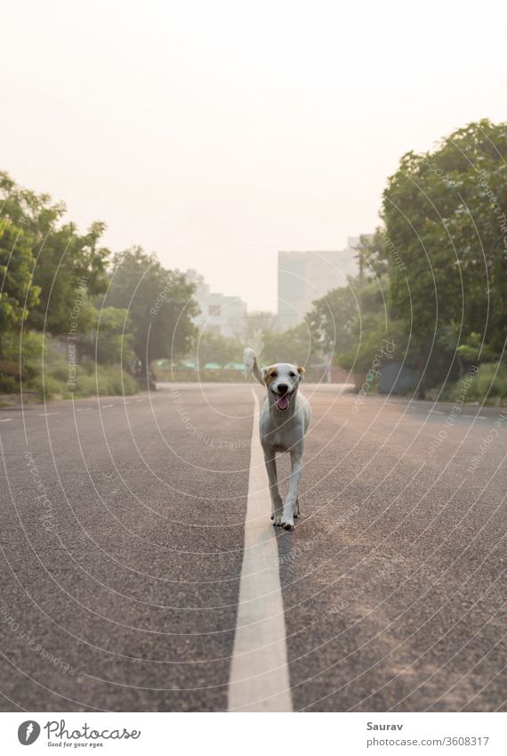 Front view of a dog walking on an empty road wiggling his tail and enjoying empty streets during sunrise. animal pandemic street dog puppy emty road trees