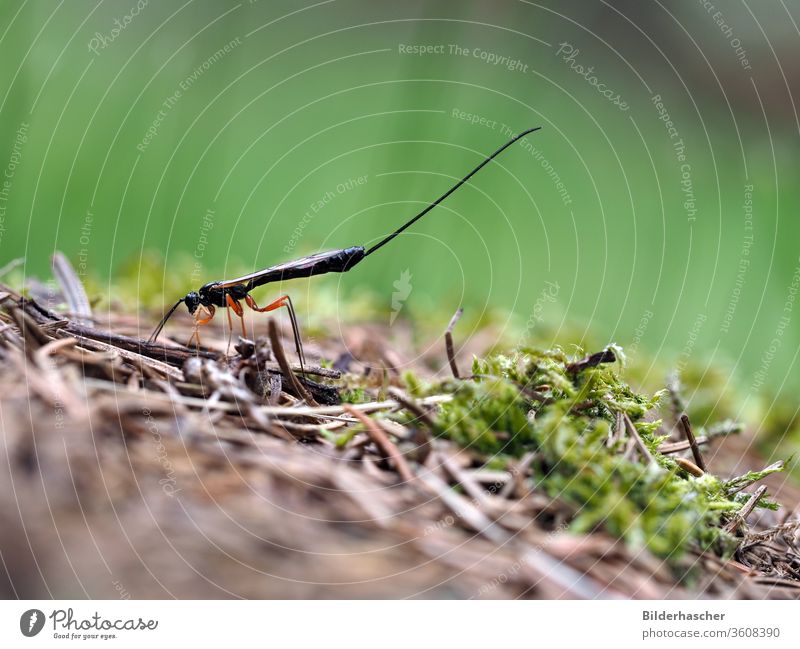 ichneumon fly red-legged wood ichneumon fly ephialtes manifestator Insect ichneumonidae wood wasp Parasite Eiablage Log waist wasp Hymenoptera female beneficial