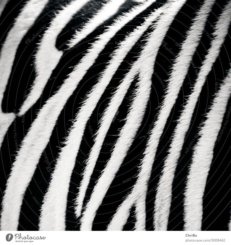 Zebra very close Pelt zebra fur Rough Black black-and-white Striped Animal Close-up Soft Pattern Nature White Wild animal Zoo Exterior shot Mammal Detail