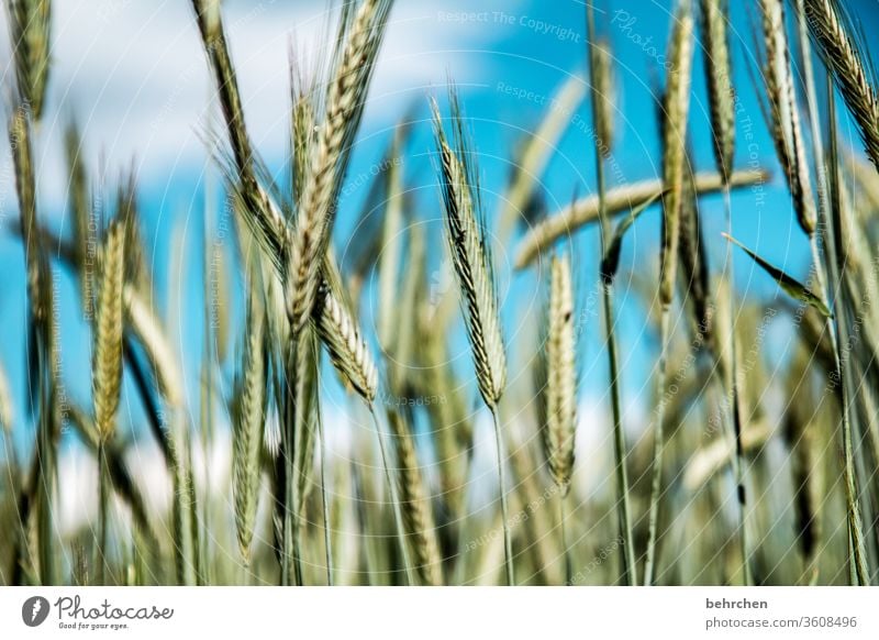 system relevant | bread for the world Field Grain Clouds Sky Oats Wheat Rye Barley Grain field Summer Agriculture Ear of corn Nature Cornfield Food Landscape