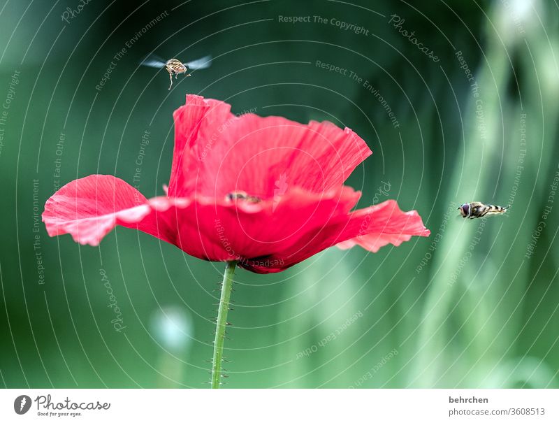 typical monday(h)/daily traffic Close-up Meadow already Agricultural crop Light Landscape Blossom leave Deserted Environment Warmth Wild plant Grand piano