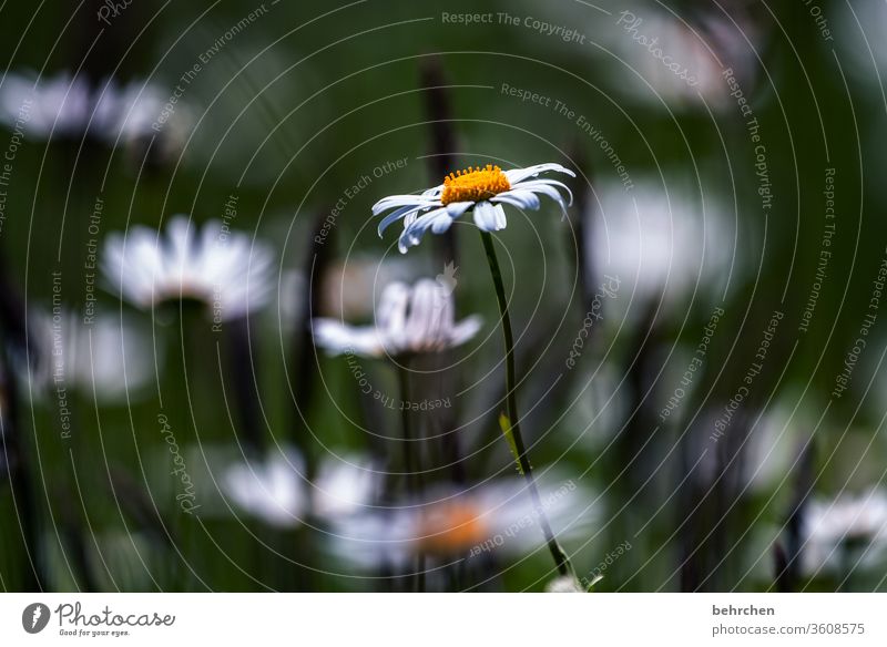 solitary Blur Sunlight Contrast Day Deserted conceit already Small Colour photo Exterior shot Close-up Growth Faded Fragrance Blossoming Field Meadow Park