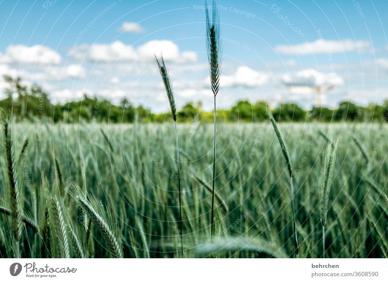 swank Field Grain Grain field Barley Rye Wheat Oats Sky Clouds Summer Agriculture Ear of corn Nature Cornfield grain Food Nutrition Plant Agricultural crop