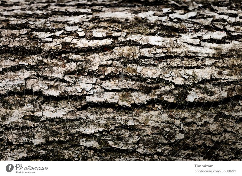 Horizontal bark tree wood Nature Forest Exterior shot Brown Environment natural Gray Consistency Timber