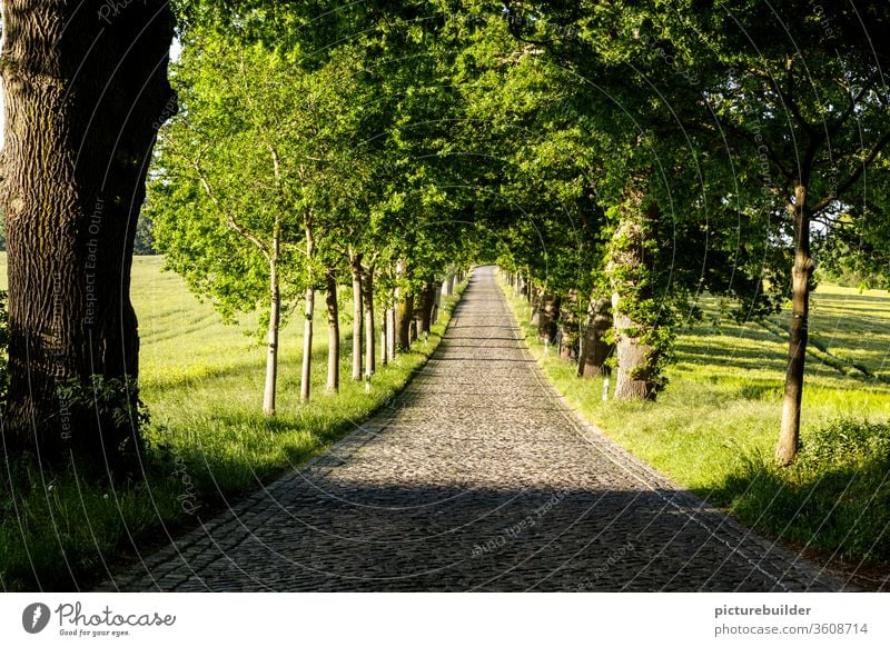 avenue Avenue avenue trees huts Street Cobblestones Lanes & trails Exterior shot Stone Deserted Traffic infrastructure Paving stone Colour photo Pavement