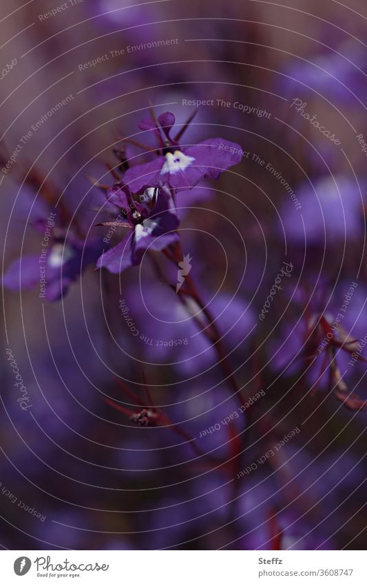 ghostly violets in bloom Violet viola Wild plant Scottish nature August flowering violets purple flowers Mysterious melancholically blossom Nordic fragrances