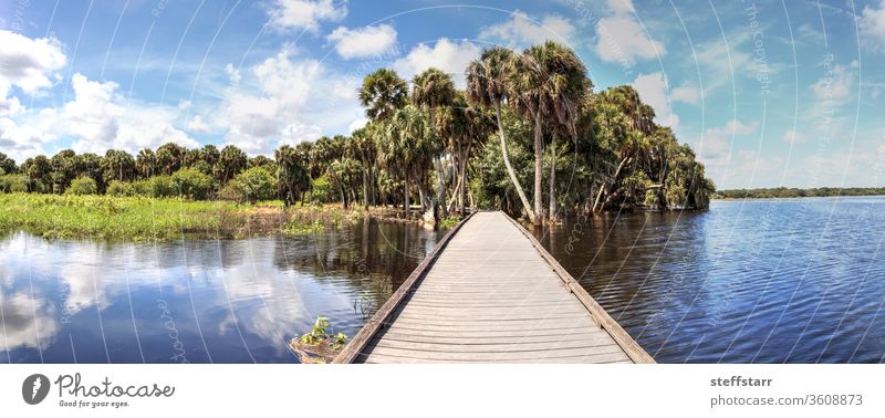 Boardwalk overlooking the flooded swamp of Myakka River State Park journey pathway bench Sarasota Florida nature view tranquil blue sky clouds panoramic