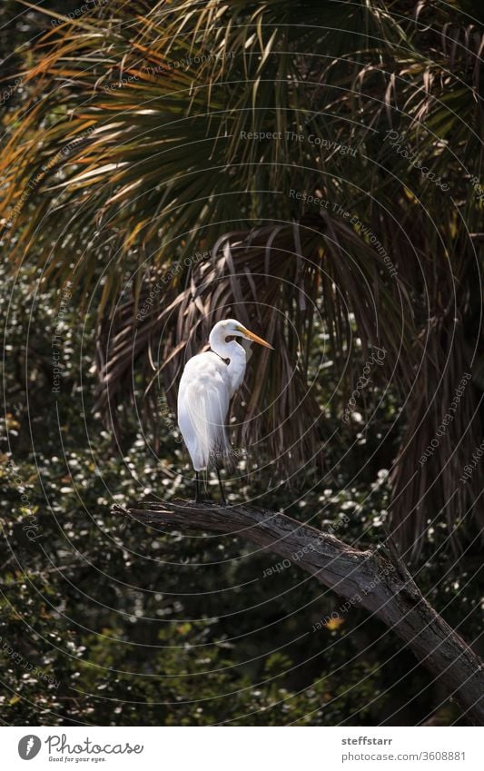 Great white egret wading bird perched on a tree in swamp Egret great white egret Myakka River State Park Sarasota Florida nature marsh white bird animal