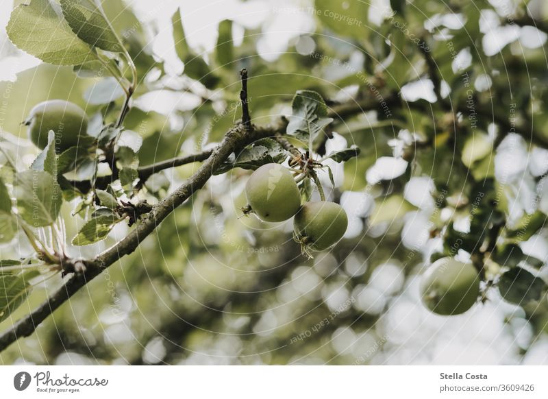 Apple tree with small fruits apples Branch Season Close-up fruit growing orchard extension detail Detail Harvest Eating green Agriculture Sustainability Nature