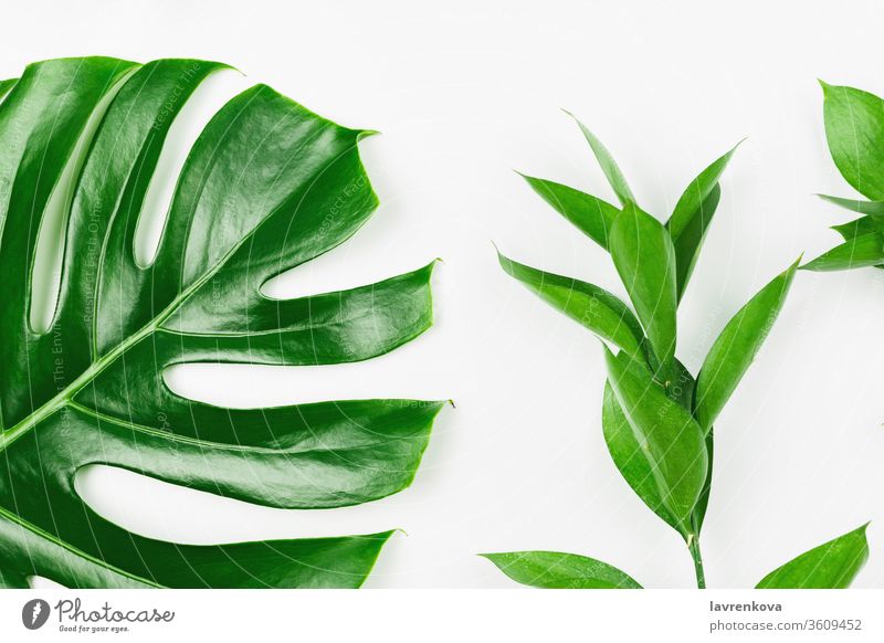 Flatlay with philodendron monstera leaves and green branches, white background, spring or summer background fresh floral blossom olive bay laurel nature plant